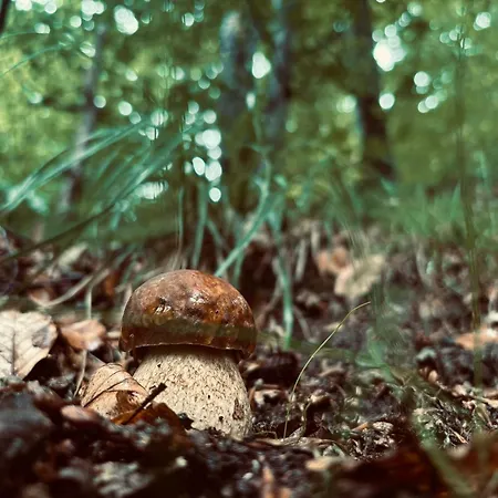 Alojamento de Acomodação e Pequeno-almoço An Ciazza Calizzano